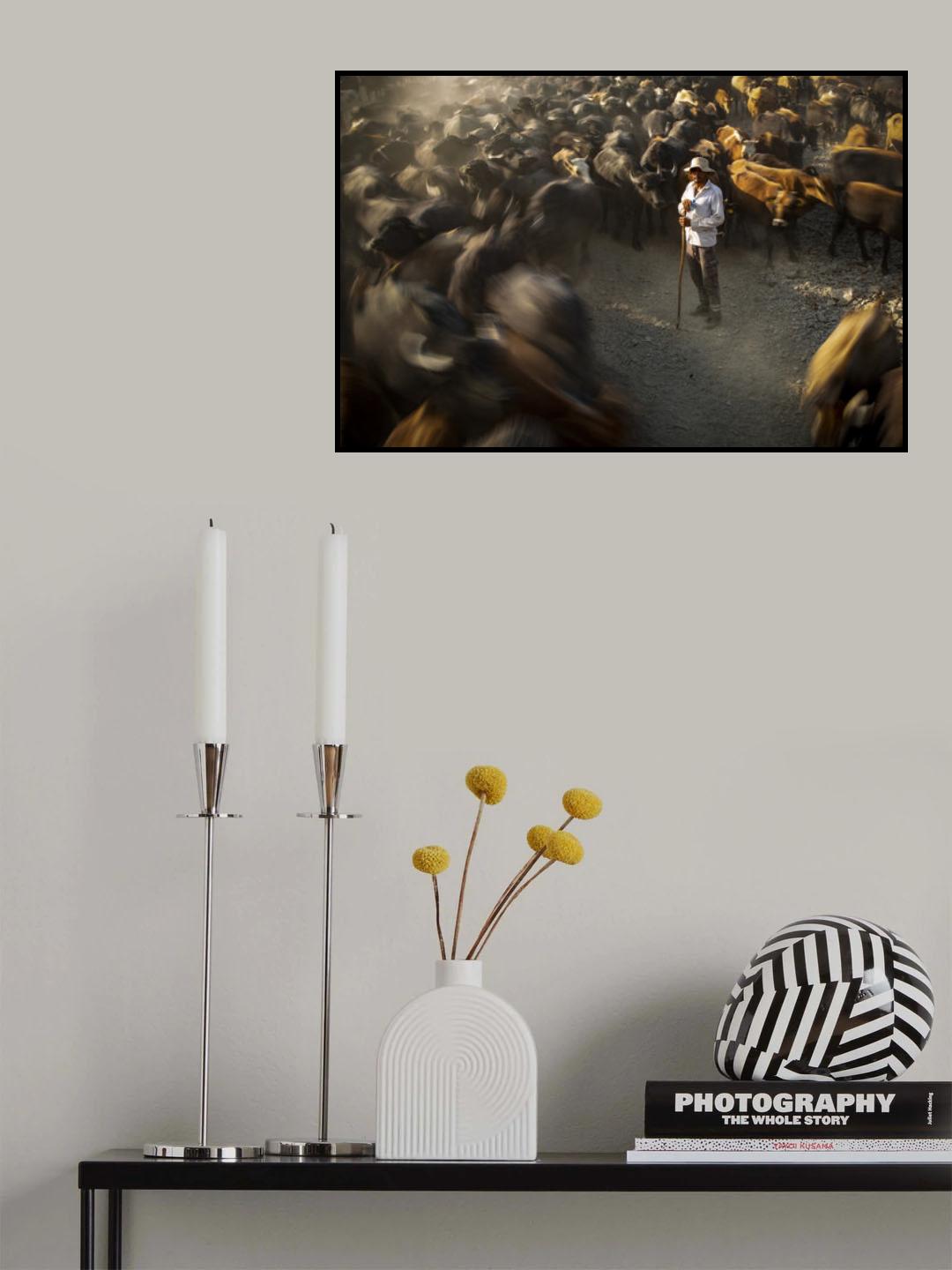manage the herd Poster och Canvastavla