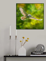 Barred Owl Poster och Canvastavla