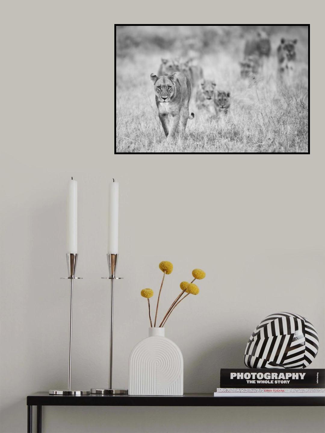 Lions Poster och Canvastavla