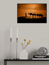 Camel in the desert at sunset Poster och Canvastavla