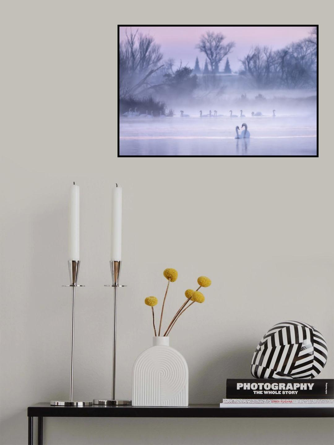 Swans of the world Poster och Canvastavla