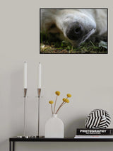 Sleeping Dog Poster och Canvastavla