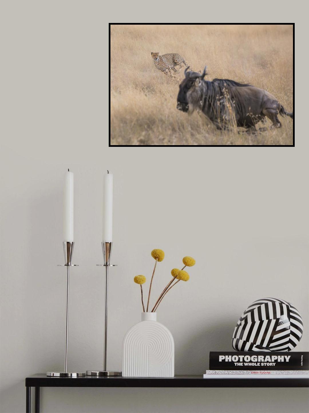 Cheetah Hunting - 2 Poster och Canvastavla
