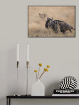 Cheetah Hunting - 2 Poster och Canvastavla
