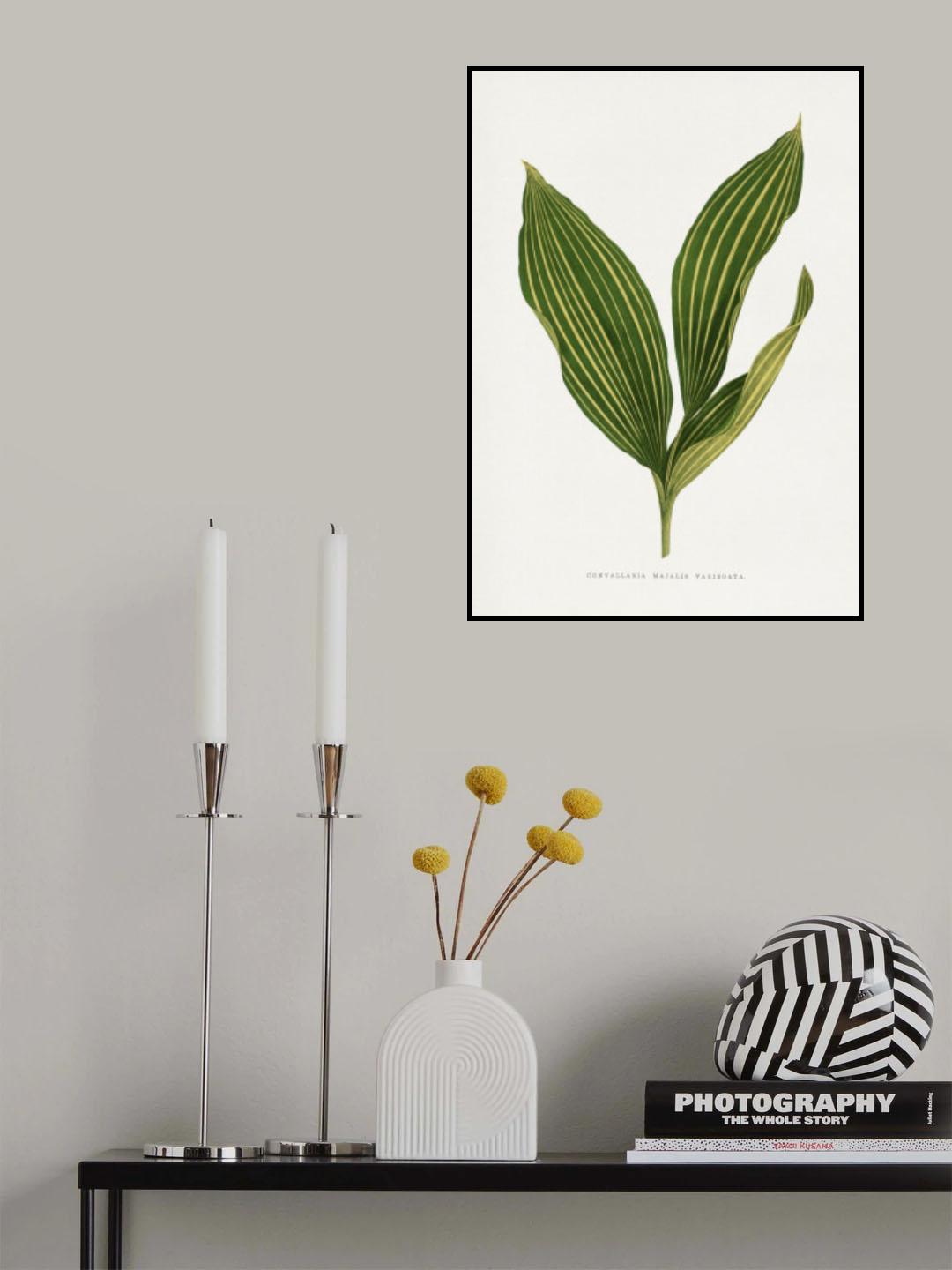 Lily of the Valley Leaf Illustration Poster och Canvastavla