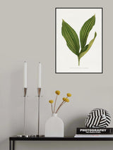 Lily of the Valley Leaf Illustration Poster och Canvastavla