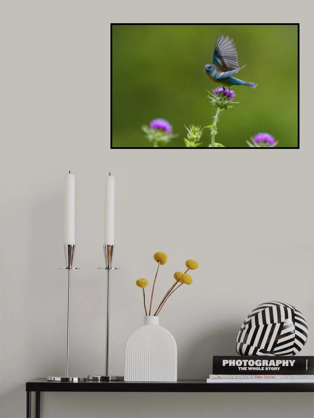 Lazuli Bunting_3 Poster och Canvastavla