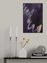 Purple dragon dance in the  air Poster och Canvastavla