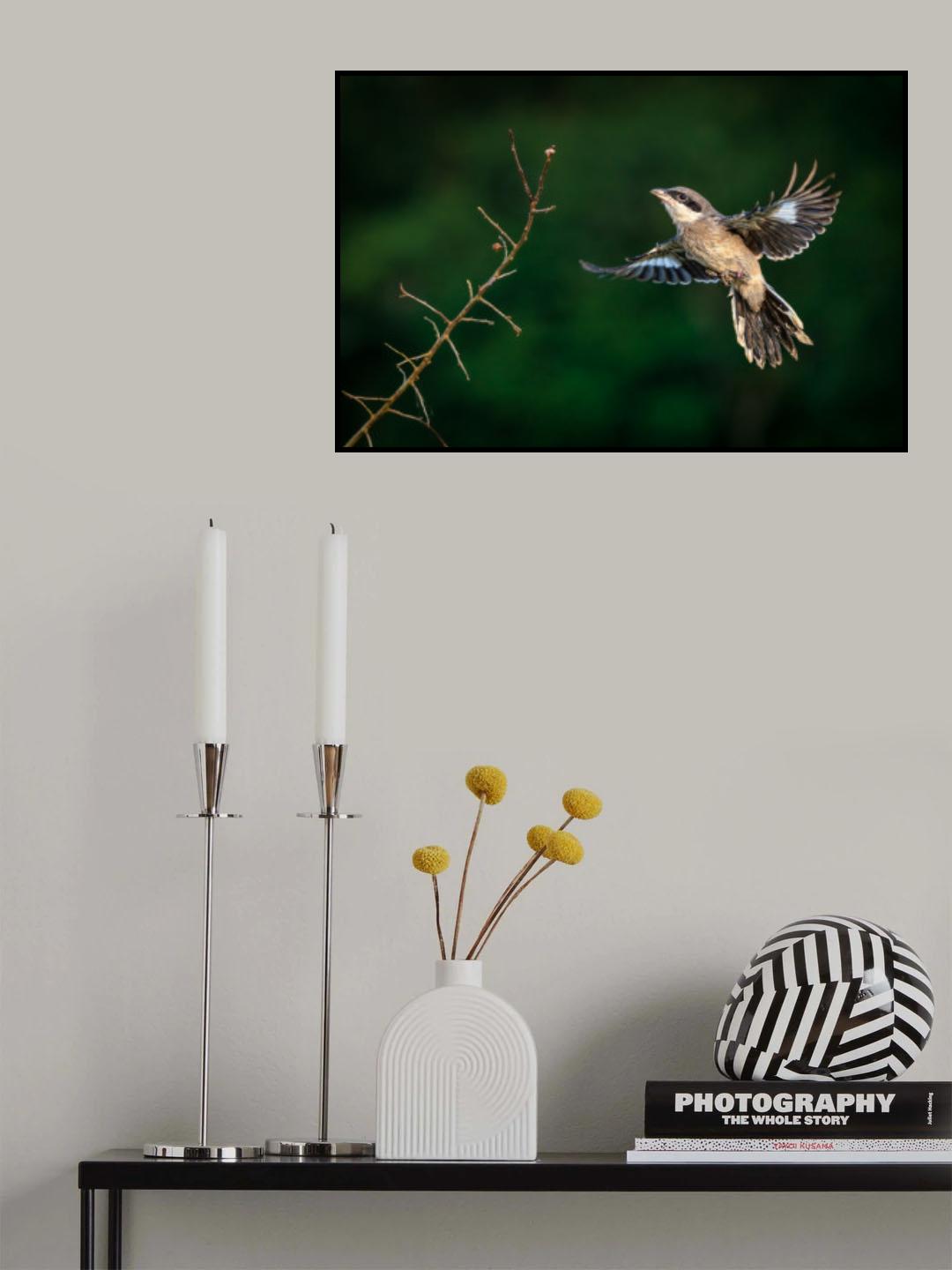 Open wings Poster och Canvastavla