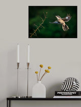 Open wings Poster och Canvastavla