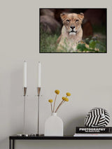 LIONESS (BERBER) Poster och Canvastavla