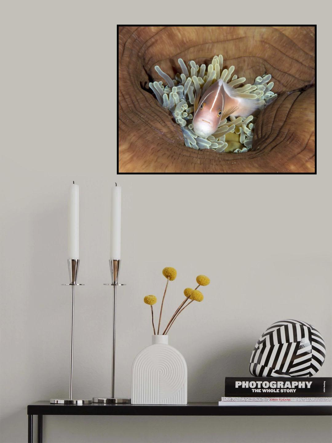 Skunk Anemonefish Poster och Canvastavla