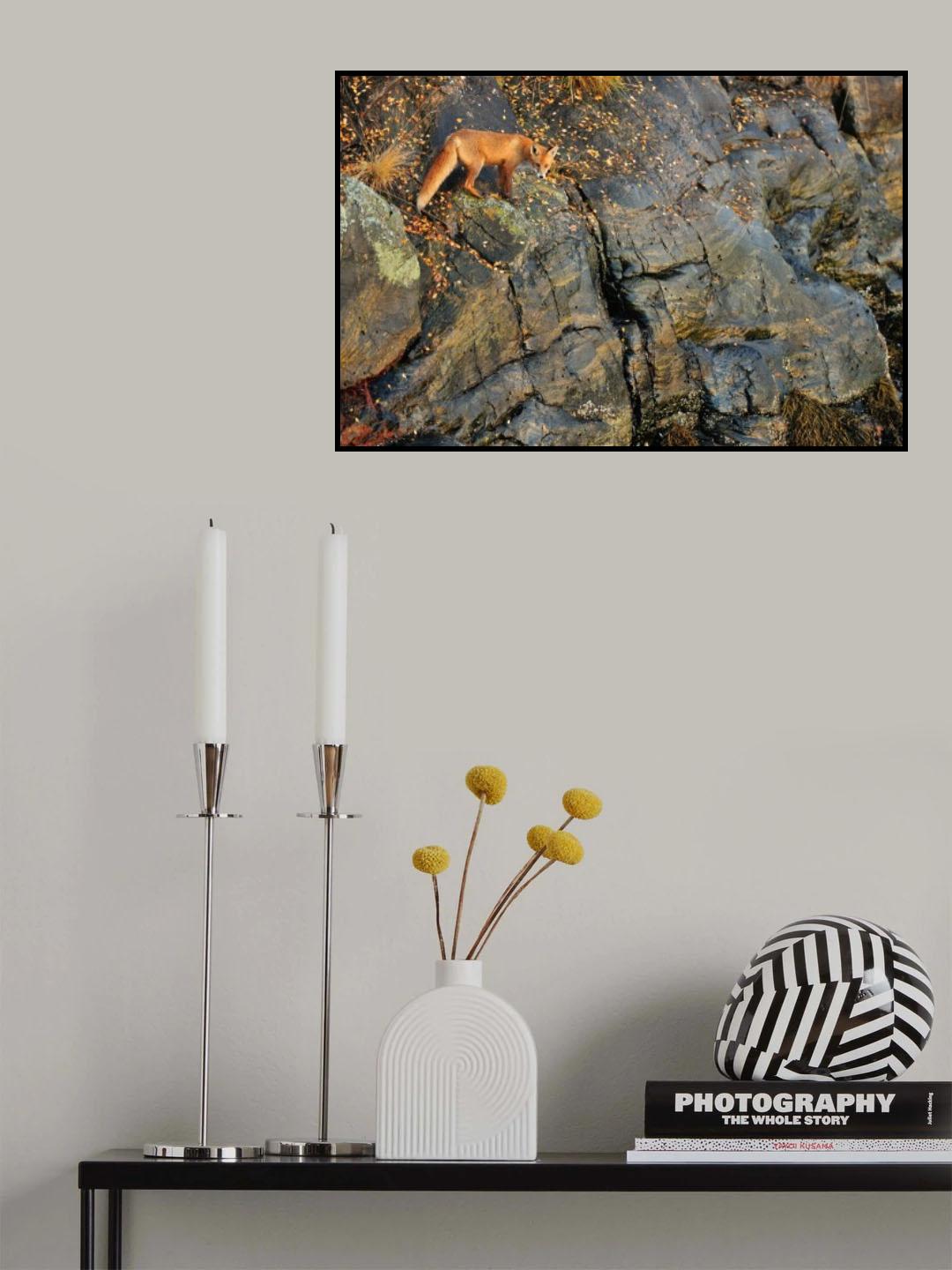 Fox on the Rocks Poster och Canvastavla