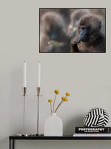 Gelada Baboon Poster och Canvastavla