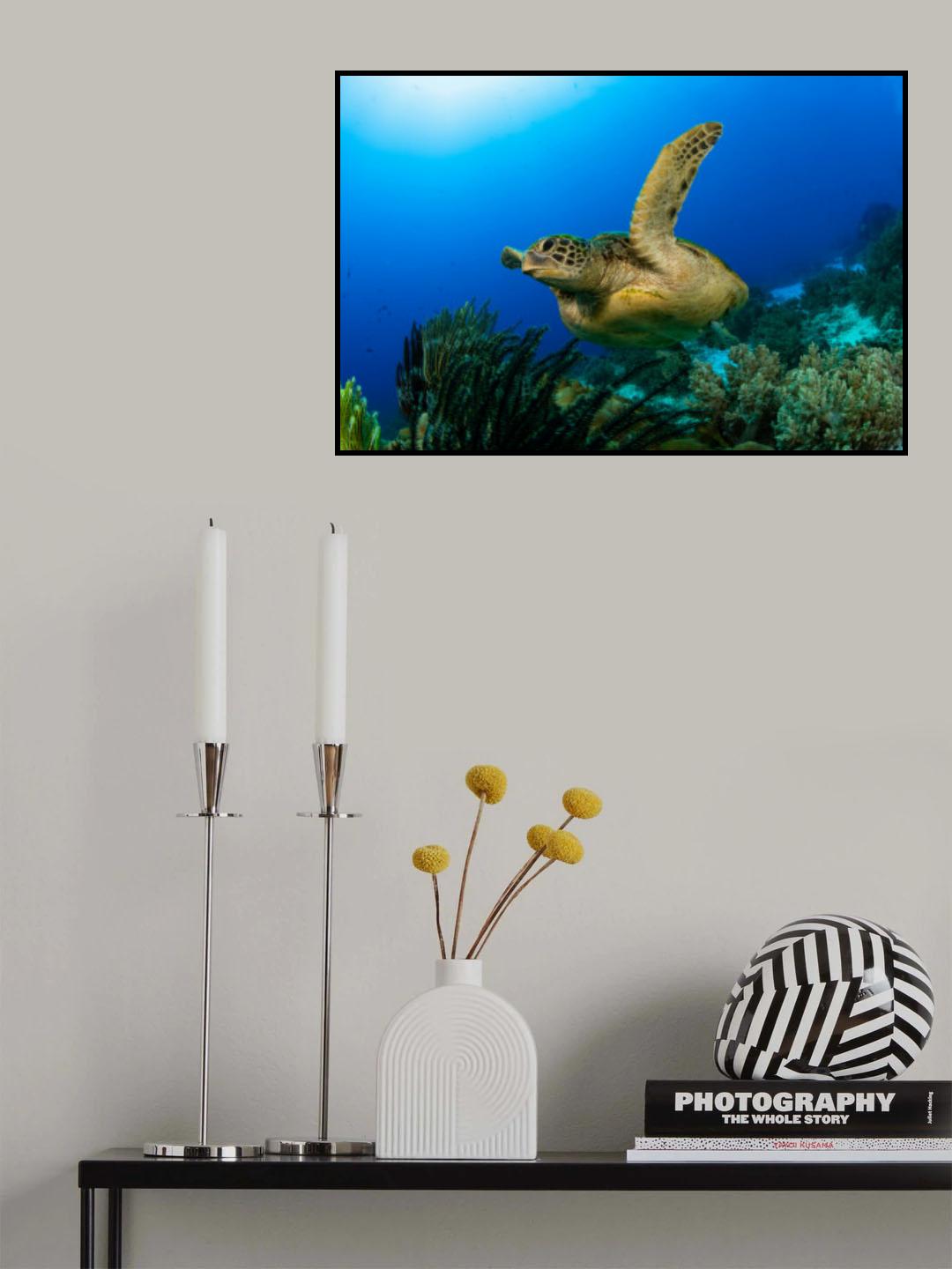 Green Sea turtle Poster och Canvastavla