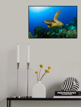 Green Sea turtle Poster och Canvastavla