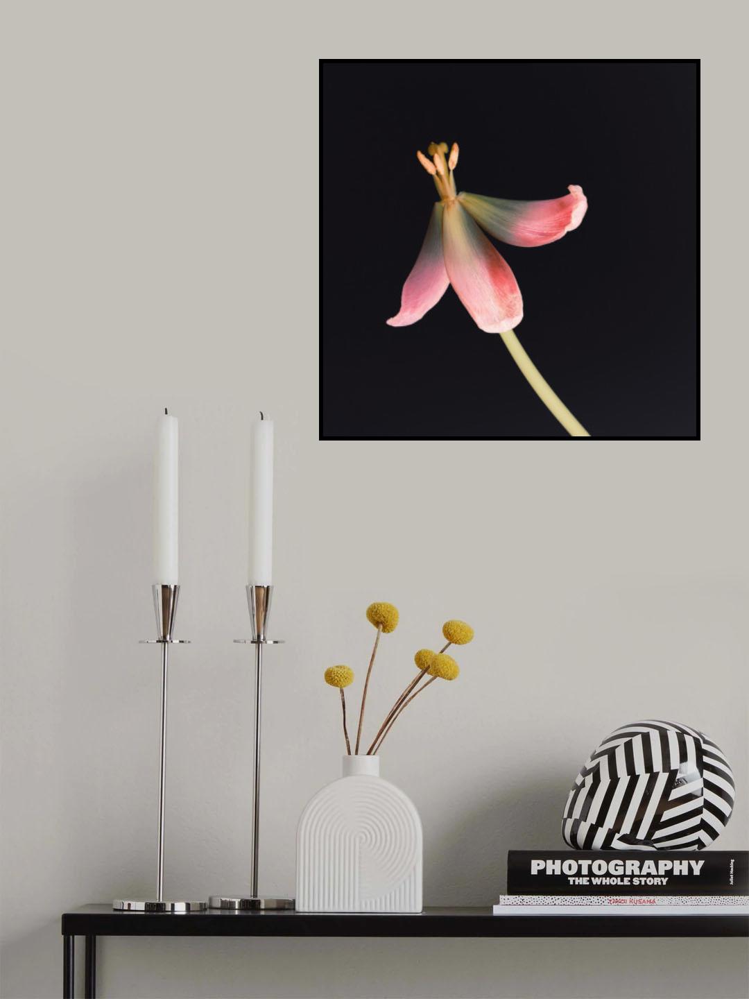 Dried Tulip 2 Instagram Flower Poster och Canvastavla
