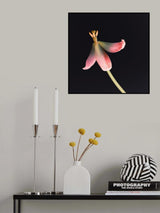 Dried Tulip 2 Instagram Flower Poster och Canvastavla