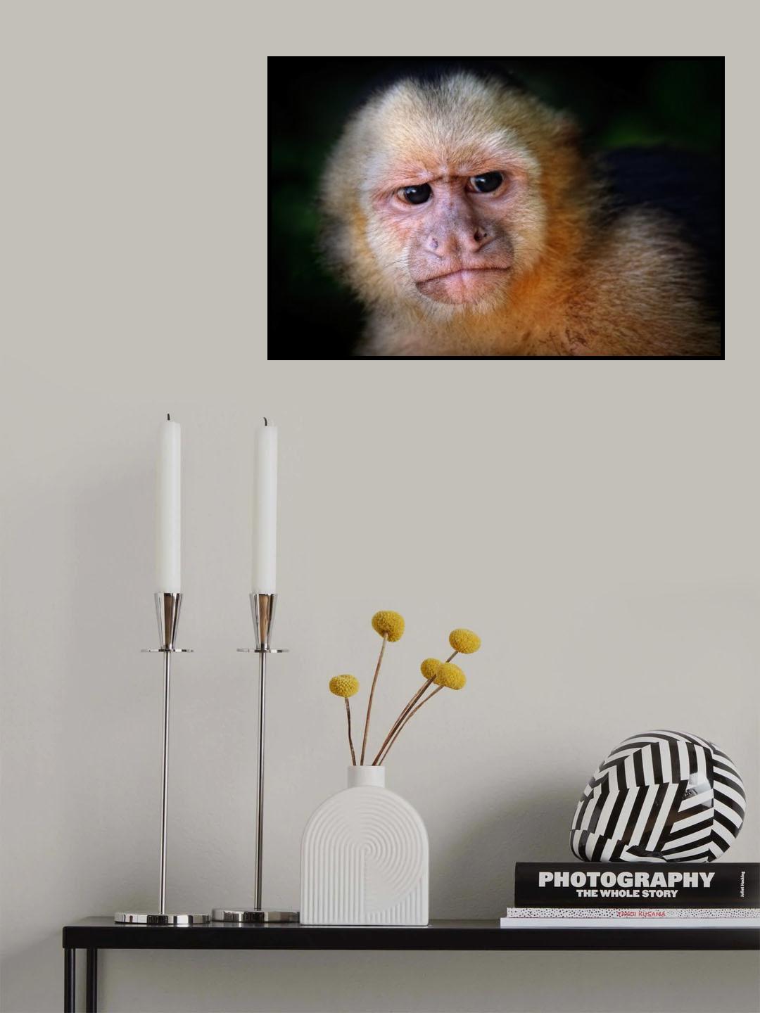 Capuchin monkey Poster och Canvastavla