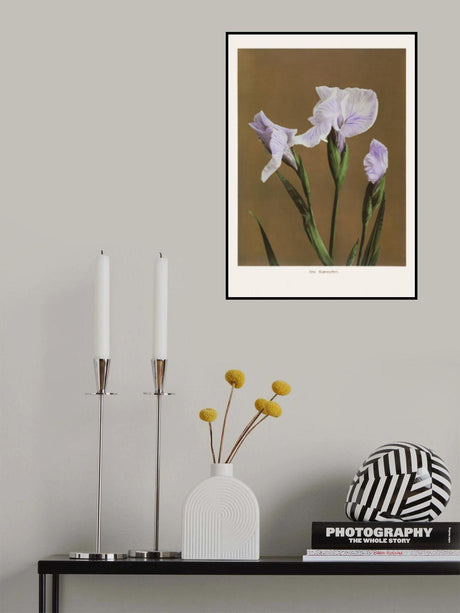 Iris Kæmpferi no2 Poster och Canvastavla