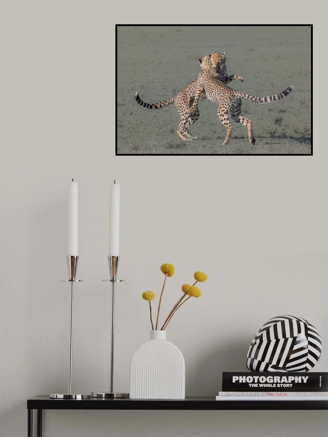 Young cheetahs playing Poster och Canvastavla