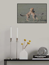 Young cheetahs playing Poster och Canvastavla