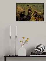 Tired Lion Poster och Canvastavla