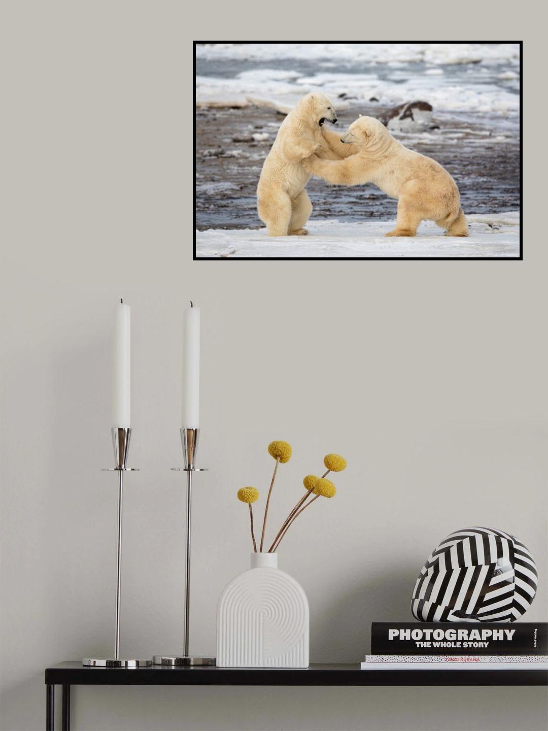 Polar Bears Poster och Canvastavla