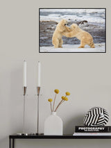 Polar Bears Poster och Canvastavla