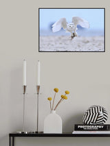 Snowy Owl Poster och Canvastavla