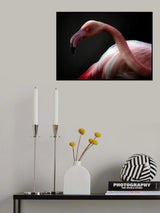Flamingo portrait Poster och Canvastavla