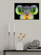 Ceriagrion cerinorubellum Poster och Canvastavla