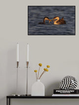 Grebe Poster och Canvastavla