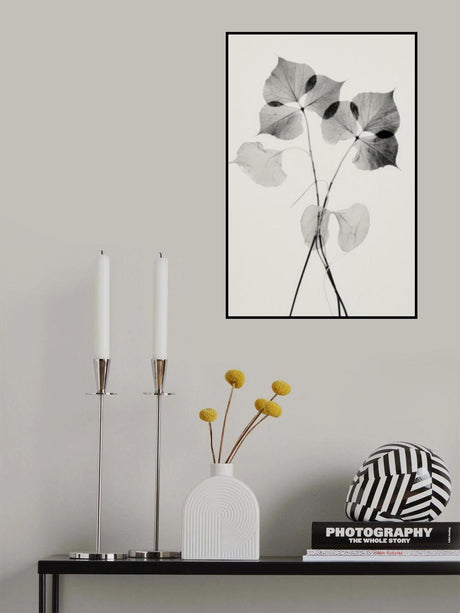 Transparent Botanic No 2 Poster och Canvastavla