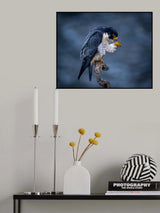 Oh, My hand!  You will not fail me - Male Peregrine Falcon Poster och Canvastavla