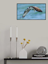 Osprey 1 Poster och Canvastavla