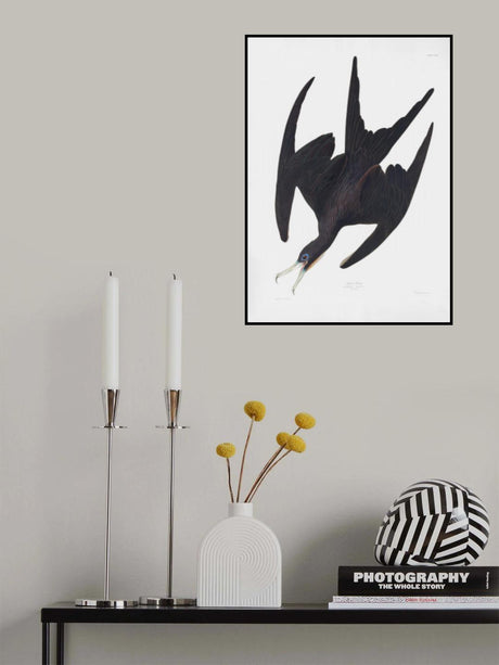 Frigate Pelican From Birds of America (1827) Poster och Canvastavla