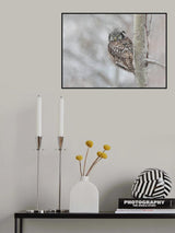 Northern Hawk Owl look back Poster och Canvastavla