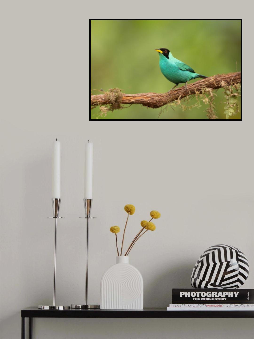 Honeycreeper Poster och Canvastavla