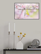 Flying white eye Poster och Canvastavla