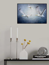 Seagulls Poster och Canvastavla