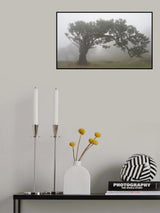 Tree in the mist Poster och Canvastavla