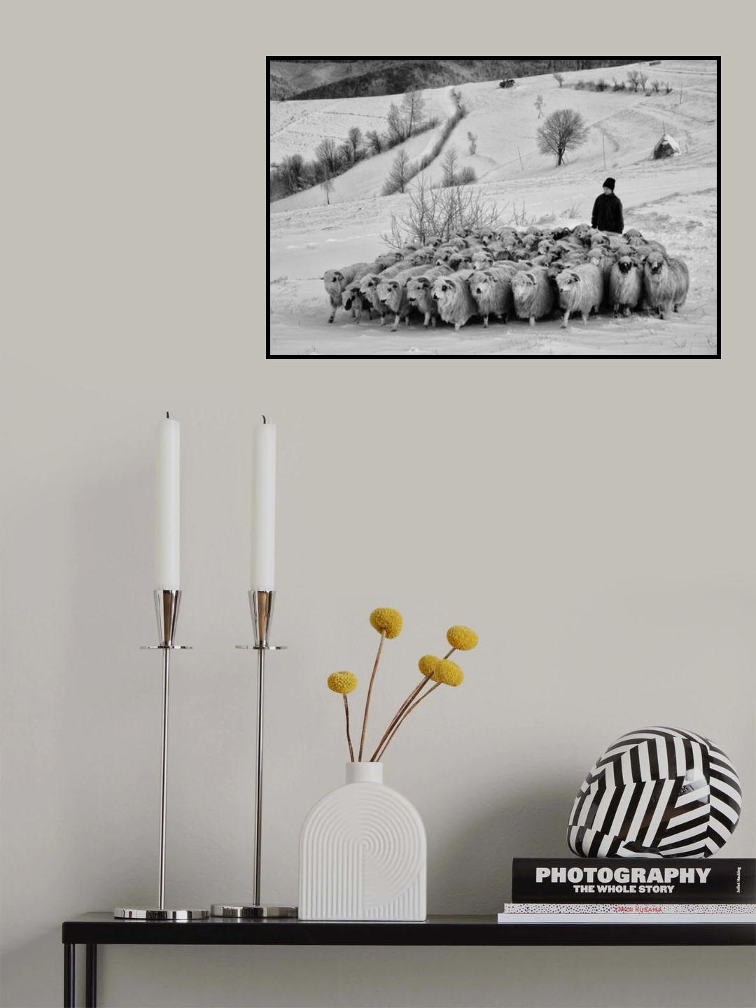 shepherd of Holbav Poster och Canvastavla