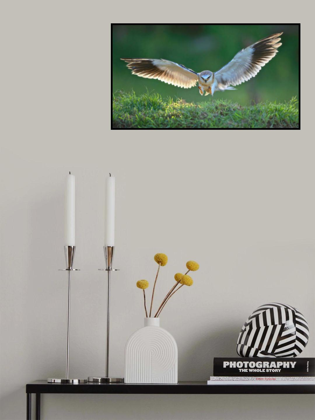 Black-winged Kite Poster och Canvastavla