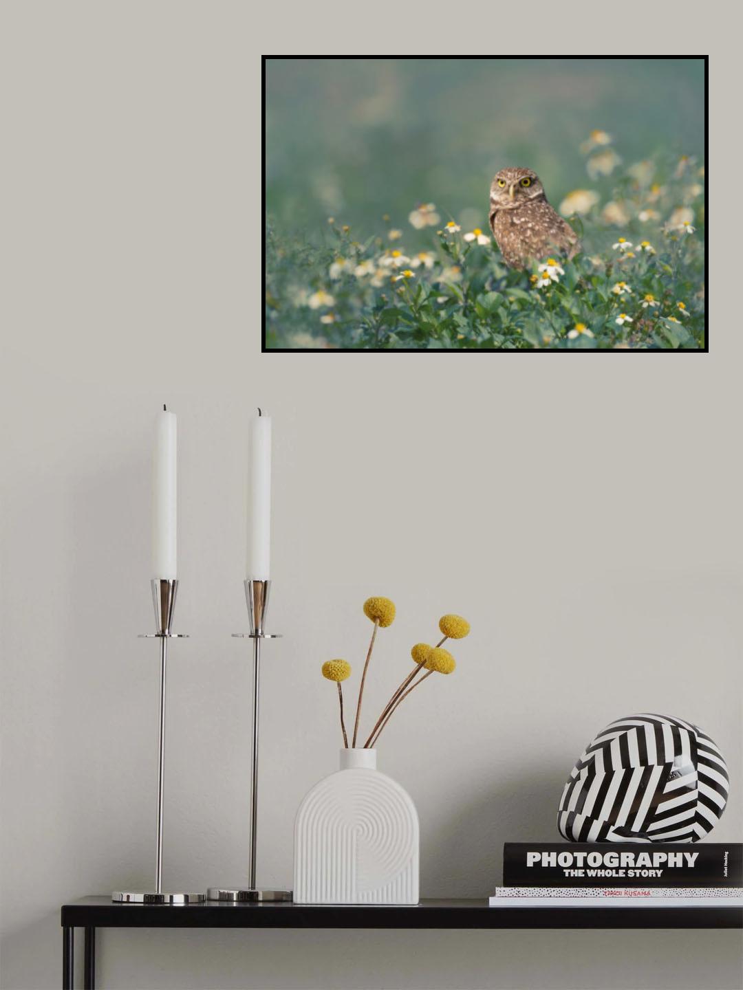 Burrowing Owl Poster och Canvastavla