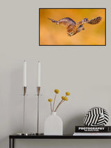 Little owl Poster och Canvastavla