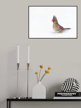 Crested Songbird Poster och Canvastavla