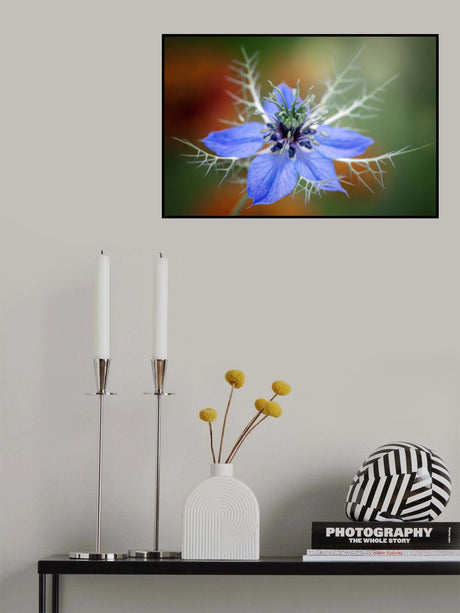 Nigella Poster och Canvastavla