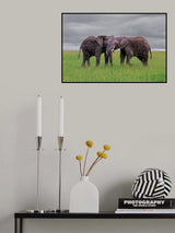 Elephant Tai Chi Push Poster och Canvastavla