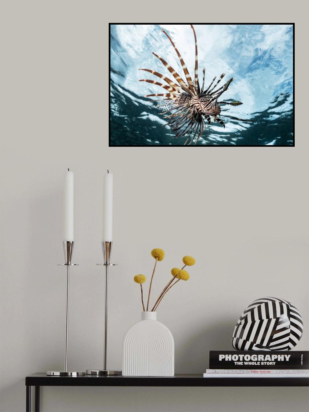 Lion fish Poster och Canvastavla